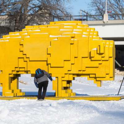 Golden Bison - David Alberto Arroyo Tafolla, Morelia, Michoac an, Mexico